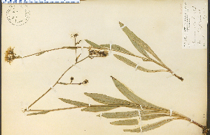  (Hieracium scouleri - 17001aHIM)  @11 [ ] CreativeCommons - Attribution Non-Commercial Share-Alike (2012) University of Guelph, Canada OAC-BIO Herbarium