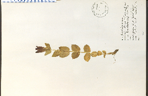  (Gentiana calycosa - 17067HIM)  @11 [ ] CreativeCommons - Attribution Non-Commercial Share-Alike (2012) University of Guelph, Canada OAC-BIO Herbarium
