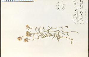  (Monardella odoratissima - 17135HIM)  @11 [ ] CreativeCommons - Attribution Non-Commercial Share-Alike (2012) University of Guelph, Canada OAC-BIO Herbarium