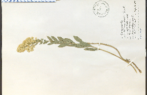  (Solidago mollis - 17164HIM)  @11 [ ] CreativeCommons - Attribution Non-Commercial Share-Alike (2012) University of Guelph, Canada OAC-BIO Herbarium