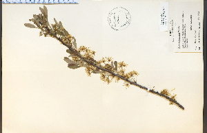  (Prunus pumila - 17469HIM)  @11 [ ] CreativeCommons - Attribution Non-Commercial Share-Alike (2012) University of Guelph, Canada OAC-BIO Herbarium