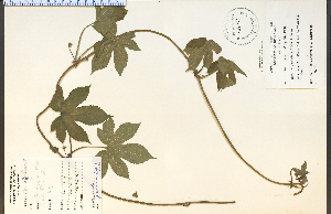  (Humulus - 18112HIM)  @11 [ ] CreativeCommons - Attribution Non-Commercial Share-Alike (2012) University of Guelph, Canada OAC-BIO Herbarium