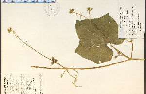  (Sicyos angulatus - 19928HIM)  @11 [ ] CreativeCommons - Attribution Non-Commercial Share-Alike (2012) University of Guelph, Canada OAC-BIO Herbarium