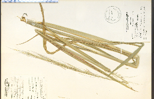  (Zizania aquatica var. angustifolia - 20495HIM)  @11 [ ] CreativeCommons - Attribution Non-Commercial Share-Alike (2012) University of Guelph, Canada OAC-BIO Herbarium