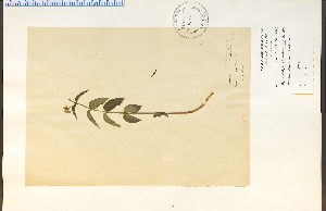  (Cynanchum vincetoxicum - 20871HIM)  @13 [ ] CreativeCommons - Attribution Non-Commercial Share-Alike (2012) University of Guelph, Canada OAC-BIO Herbarium