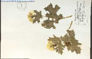  ( - 21023HIM)  @11 [ ] CreativeCommons - Attribution Non-Commercial Share-Alike (2012) University of Guelph, Canada OAC-BIO Herbarium