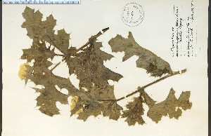  ( - 21025HIM)  @11 [ ] CreativeCommons - Attribution Non-Commercial Share-Alike (2012) University of Guelph, Canada OAC-BIO Herbarium
