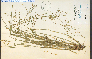  (Juncus brachycephalus - 21392HIM)  @11 [ ] CreativeCommons - Attribution Non-Commercial Share-Alike (2012) University of Guelph, Canada OAC-BIO Herbarium