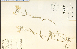  ( - 21769HIM)  @11 [ ] CreativeCommons - Attribution Non-Commercial Share-Alike (2012) University of Guelph, Canada OAC-BIO Herbarium