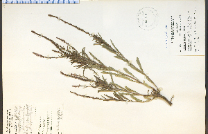  (Verbena simplex - 21771HIM)  @11 [ ] CreativeCommons - Attribution Non-Commercial Share-Alike (2012) University of Guelph, Canada OAC-BIO Herbarium