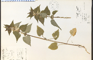  ( - 23121HIM)  @11 [ ] CreativeCommons - Attribution Non-Commercial Share-Alike (2012) University of Guelph, Canada OAC-BIO Herbarium
