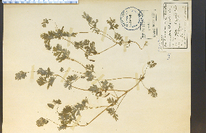  ( - 24864HIM)  @11 [ ] CreativeCommons - Attribution Non-Commercial Share-Alike (2012) University of Guelph, Canada OAC-BIO Herbarium