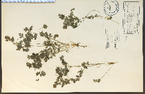 ( - 24866HIM)  @11 [ ] CreativeCommons - Attribution Non-Commercial Share-Alike (2012) University of Guelph, Canada OAC-BIO Herbarium