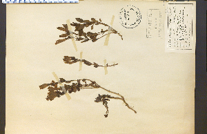  (Penstemon acuminatus - 25703HIM)  @11 [ ] CreativeCommons - Attribution Non-Commercial Share-Alike (2012) University of Guelph, Canada OAC-BIO Herbarium