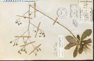  (Hieracium venosum - 25995HIM)  @11 [ ] CreativeCommons - Attribution Non-Commercial Share-Alike (2012) University of Guelph, Canada OAC-BIO Herbarium