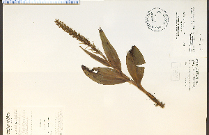  (Platanthera flava var. herbiola - 26850HIM)  @11 [ ] CreativeCommons - Attribution Non-Commercial Share-Alike (2012) University of Guelph, Canada OAC-BIO Herbarium