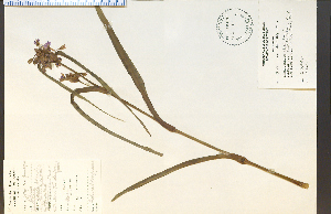  ( - 27151HIM)  @11 [ ] CreativeCommons - Attribution Non-Commercial Share-Alike (2012) University of Guelph, Canada OAC-BIO Herbarium