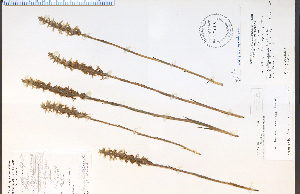  (Spiranthes magnicamporum - 27482HIM)  @11 [ ] CreativeCommons - Attribution Non-Commercial Share-Alike (2012) University of Guelph, Canada OAC-BIO Herbarium