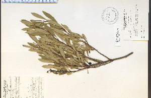  (Prunus pumila - 27923HIM)  @11 [ ] CreativeCommons - Attribution Non-Commercial Share-Alike (2012) University of Guelph, Canada OAC-BIO Herbarium