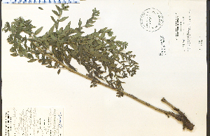  ( - 28286HIM)  @11 [ ] CreativeCommons - Attribution Non-Commercial Share-Alike (2012) University of Guelph, Canada OAC-BIO Herbarium