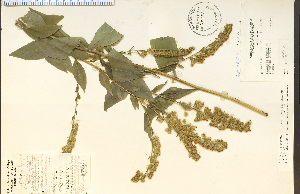  (Solidago patula - 28788HIM)  @11 [ ] CreativeCommons - Attribution Non-Commercial Share-Alike (2012) University of Guelph, Canada OAC-BIO Herbarium