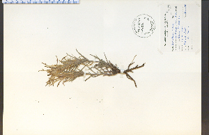  (Castilleja sessiliflora - 29391HIM)  @11 [ ] CreativeCommons - Attribution Non-Commercial Share-Alike (2012) University of Guelph, Canada OAC-BIO Herbarium