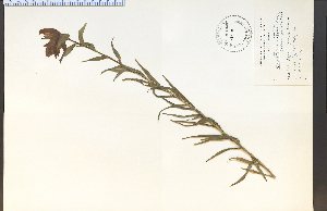  (Castilleja rhexiifolia - 29438HIM)  @11 [ ] CreativeCommons - Attribution Non-Commercial Share-Alike (2012) University of Guelph, Canada OAC-BIO Herbarium