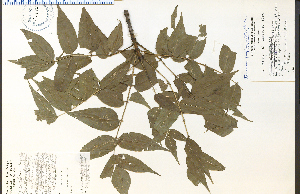  (Fraxinus quadrangulata - 29973HIM)  @11 [ ] CreativeCommons - Attribution Non-Commercial Share-Alike (2012) University of Guelph, Canada OAC-BIO Herbarium