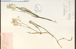  (Dioscoreales - 30147HIM)  @11 [ ] CreativeCommons - Attribution Non-Commercial Share-Alike (2012) University of Guelph, Canada OAC-BIO Herbarium