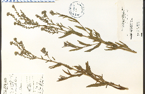  (Anchusa officinalis - 30165HIM)  @11 [ ] CreativeCommons - Attribution Non-Commercial Share-Alike (2012) University of Guelph, Canada OAC-BIO Herbarium