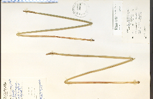  (Eleocharis quadrangulata - 30588HIM)  @11 [ ] CreativeCommons - Attribution Non-Commercial Share-Alike (2012) University of Guelph, Canada OAC-BIO Herbarium