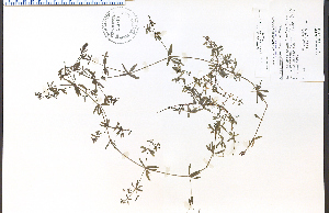  (Galium brevipes - 30949HIM)  @11 [ ] CreativeCommons - Attribution Non-Commercial Share-Alike (2012) University of Guelph, Canada OAC-BIO Herbarium