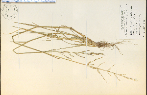  (Puccinellia maritima - 3006HIM)  @11 [ ] CreativeCommons - Attribution Non-Commercial Share-Alike (2012) University of Guelph, Canada OAC-BIO Herbarium