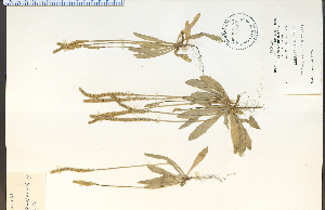  (Plantago virginica - 31862HIM)  @11 [ ] CreativeCommons - Attribution Non-Commercial Share-Alike (2012) University of Guelph, Canada OAC-BIO Herbarium