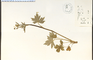  (Ranunculus uncinatus - 32526HIM)  @11 [ ] CreativeCommons - Attribution Non-Commercial Share-Alike (2012) University of Guelph, Canada OAC-BIO Herbarium