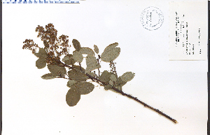  (Ceanothus sanguineus - 32628HIM)  @11 [ ] CreativeCommons - Attribution Non-Commercial Share-Alike (2012) University of Guelph, Canada OAC-BIO Herbarium