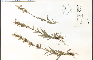 (Penstemon gracilis - 32759HIM)  @11 [ ] CreativeCommons - Attribution Non-Commercial Share-Alike (2012) University of Guelph, Canada OAC-BIO Herbarium