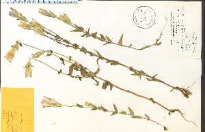  ( - 33042HIM)  @11 [ ] CreativeCommons - Attribution Non-Commercial Share-Alike (2012) University of Guelph, Canada OAC-BIO Herbarium
