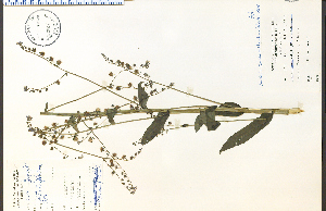  ( - 33327HIM)  @11 [ ] CreativeCommons - Attribution Non-Commercial Share-Alike (2012) University of Guelph, Canada OAC-BIO Herbarium