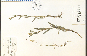  (Amsinckia intermedia - 34094HIM)  @11 [ ] CreativeCommons - Attribution Non-Commercial Share-Alike (2012) University of Guelph, Canada OAC-BIO Herbarium