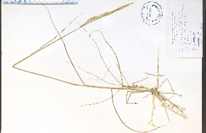  (Spartina gracilis - 34376HIM)  @11 [ ] CreativeCommons - Attribution Non-Commercial Share-Alike (2012) University of Guelph, Canada OAC-BIO Herbarium