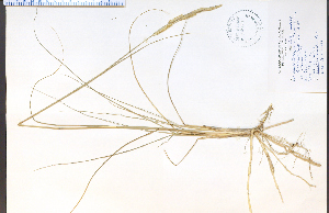  (Spartina gracilis - 34378HIM)  @11 [ ] CreativeCommons - Attribution Non-Commercial Share-Alike (2012) University of Guelph, Canada OAC-BIO Herbarium