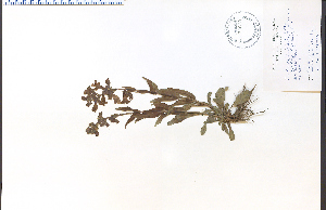  (Penstemon albidus - 34673HIM)  @11 [ ] CreativeCommons - Attribution Non-Commercial Share-Alike (2012) University of Guelph, Canada OAC-BIO Herbarium