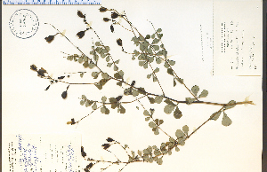  (Baptisia tinctoria - 35262HIM)  @11 [ ] CreativeCommons - Attribution Non-Commercial Share-Alike (2012) University of Guelph, Canada OAC-BIO Herbarium