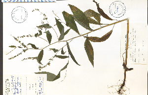 ( - 35331HIM)  @11 [ ] CreativeCommons - Attribution Non-Commercial Share-Alike (2012) University of Guelph, Canada OAC-BIO Herbarium