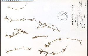  (Houstonia caerulea - 35659HIM)  @11 [ ] CreativeCommons - Attribution Non-Commercial Share-Alike (2012) University of Guelph, Canada OAC-BIO Herbarium
