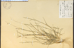  (Triplasis purpurea - 3309HIM)  @11 [ ] CreativeCommons - Attribution Non-Commercial Share-Alike (2012) University of Guelph, Canada OAC-BIO Herbarium