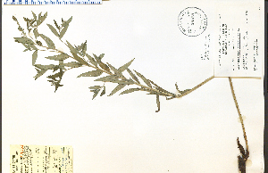  ( - 36988HIM)  @11 [ ] CreativeCommons - Attribution Non-Commercial Share-Alike (2012) University of Guelph, Canada OAC-BIO Herbarium