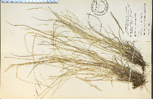  (Danthonia compressa - 3628HIM)  @11 [ ] CreativeCommons - Attribution Non-Commercial Share-Alike (2012) University of Guelph, Canada OAC-BIO Herbarium