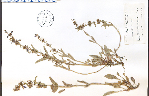  (Penstemon pruinosus - 38498HIM)  @11 [ ] CreativeCommons - Attribution Non-Commercial Share-Alike (2012) University of Guelph, Canada OAC-BIO Herbarium
